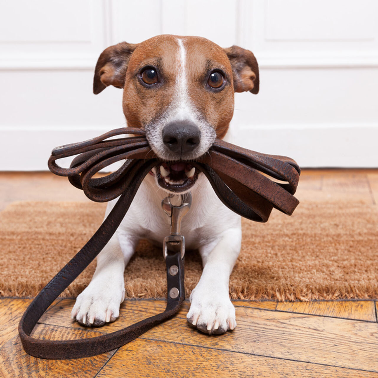 dog with leather leash waiting to go walkies